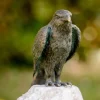 Gartendekoration | Alle Skulpturen>Ars mundi Gartenskulptur »Roter Milan« aus Bronze