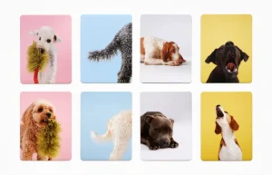 Spiele & Puzzle | Spiele Für Kinder>Laurence King Verlag Memo-Spiel »Hundesprache - Verstehst du deinen Hund?«